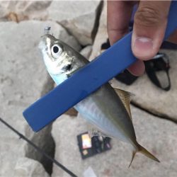 アジ爆でした！