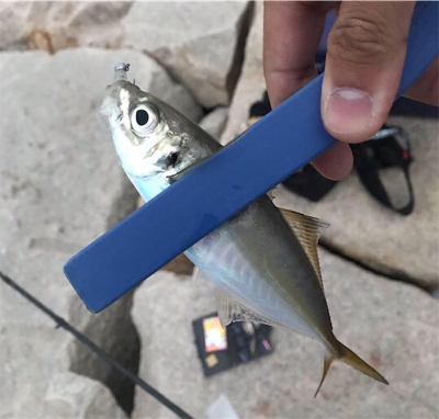 アジ爆でした！