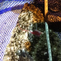 御所浦周辺にてアジング＆泳がせ釣り