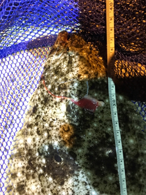 御所浦周辺にてアジング＆泳がせ釣り