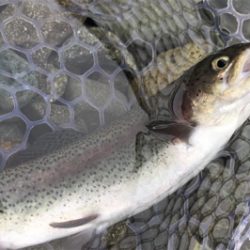 1Hit1ルアー縛り