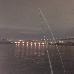 ボウズ逃れのガシラ