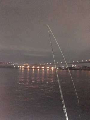 ボウズ逃れのガシラ