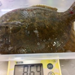 メタボなカレイ