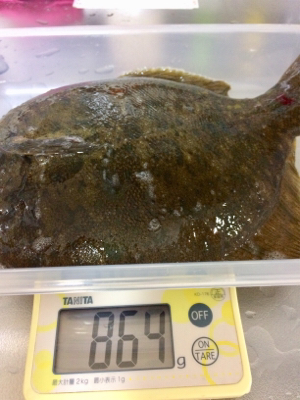 メタボなカレイ