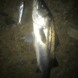 ３連続シーバス