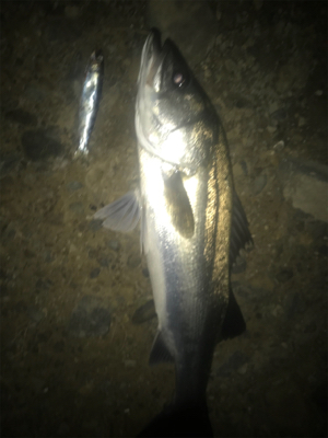 ３連続シーバス