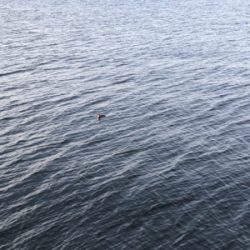 千葉デイシーバス