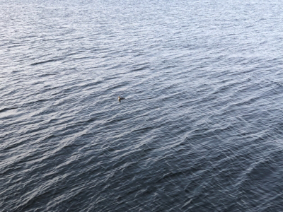 千葉デイシーバス