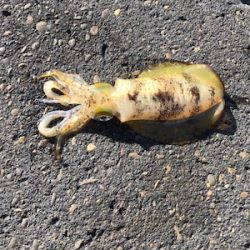 とんかつサイズ1枚ぽっきり（＾ν＾）