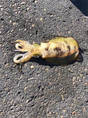 とんかつサイズ1枚ぽっきり（＾ν＾）