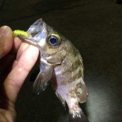 マリンピア沖洲でライトゲーム