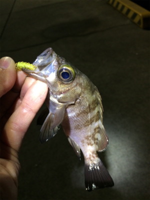 マリンピア沖洲でライトゲーム