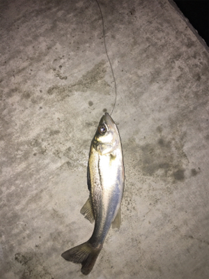 またまたチーバス！