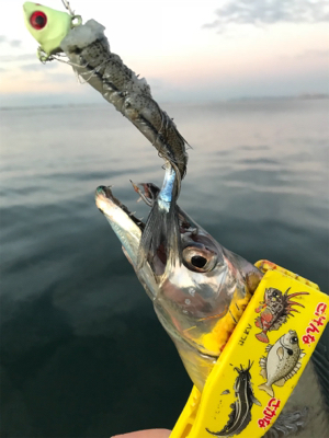 リレーでタチウオ3本ゲット ウキ→ルアー→テンヤ