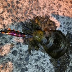 夕まずめ狙いのメバリング&エギングin御所浦