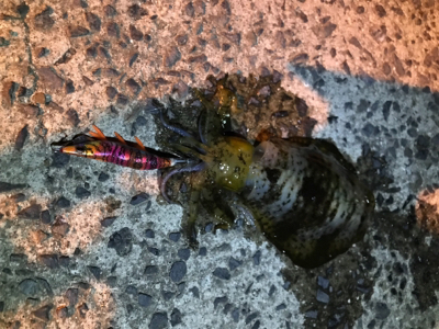 夕まずめ狙いのメバリング&エギングin御所浦