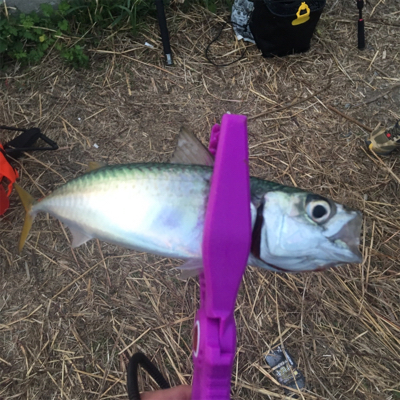 大阪湾奥サビキ 快釣 イケア裏