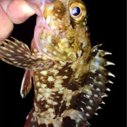 メバリンガー1705〜1750