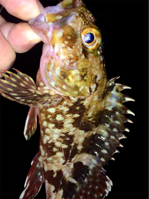 メバリンガー1705〜1750