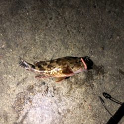 チビメバル&ガシラ〜青物バラし