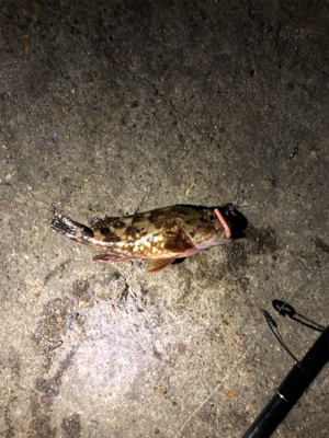 チビメバル&ガシラ〜青物バラし