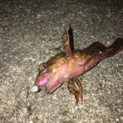 ガシラいっぱい