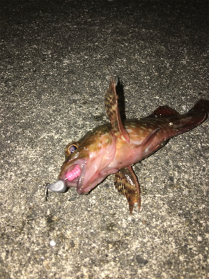 ガシラいっぱい