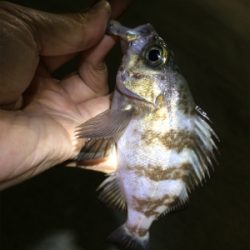 マリンピア沖洲でライトゲーム