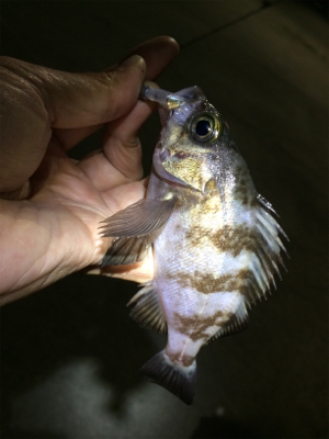 マリンピア沖洲でライトゲーム