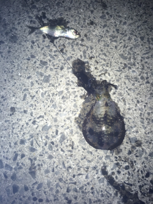 まったりヤエン