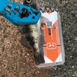 早朝メバリングin御所浦