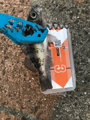 早朝メバリングin御所浦