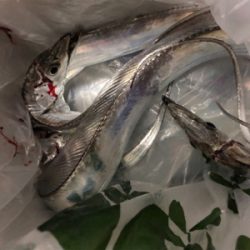 久しぶりの浮き釣り