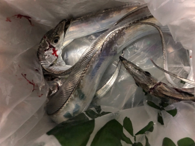 久しぶりの浮き釣り