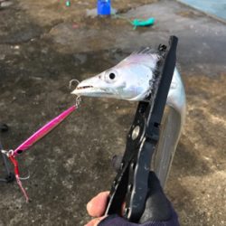 沖堤青物チャレンジ