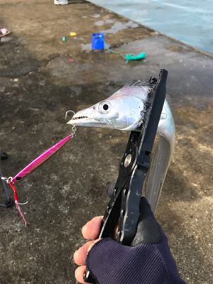 沖堤青物チャレンジ