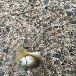 夕方短時間アジング