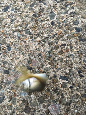 夕方短時間アジング