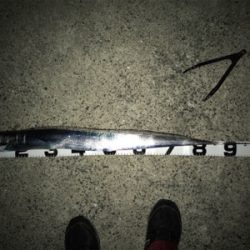 ドラゴンさん、いらっしゃ〜い