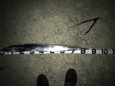 ドラゴンさん、いらっしゃ〜い