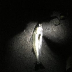 初回遊型＆初複数キャッチ(チーバスとセイゴ除いて)