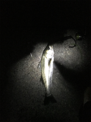 初回遊型＆初複数キャッチ(チーバスとセイゴ除いて)