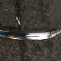 泉大津のタチウオはそろそろ