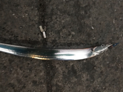 泉大津のタチウオはそろそろ