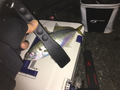 朝まずめ狙いで