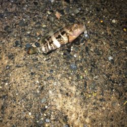 ライトロックフィッシュゲーム