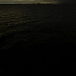 久々のタッチー調査