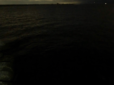 久々のタッチー調査