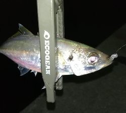 ナイトアジング